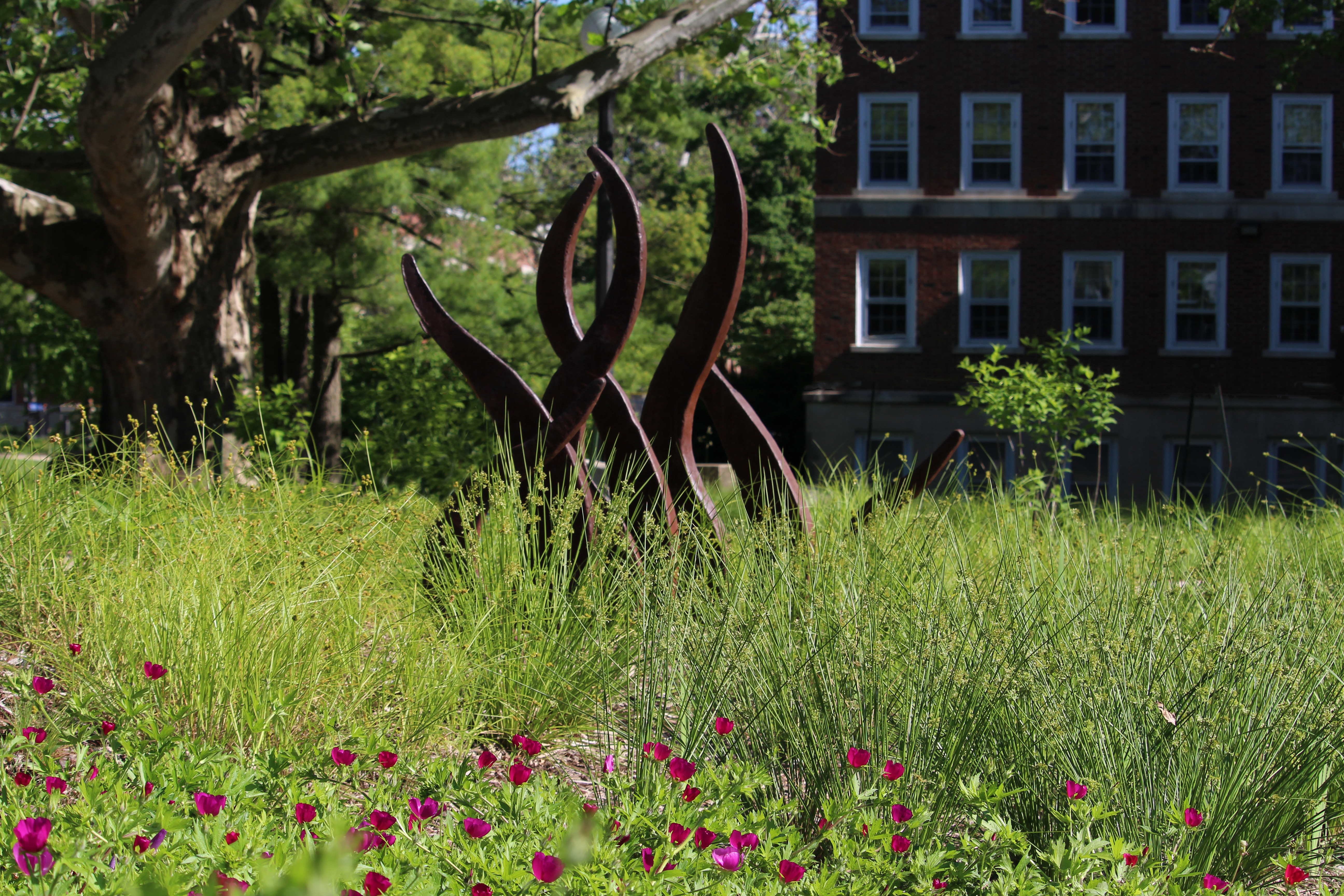 Purple Poppy Mallow, Common Rush