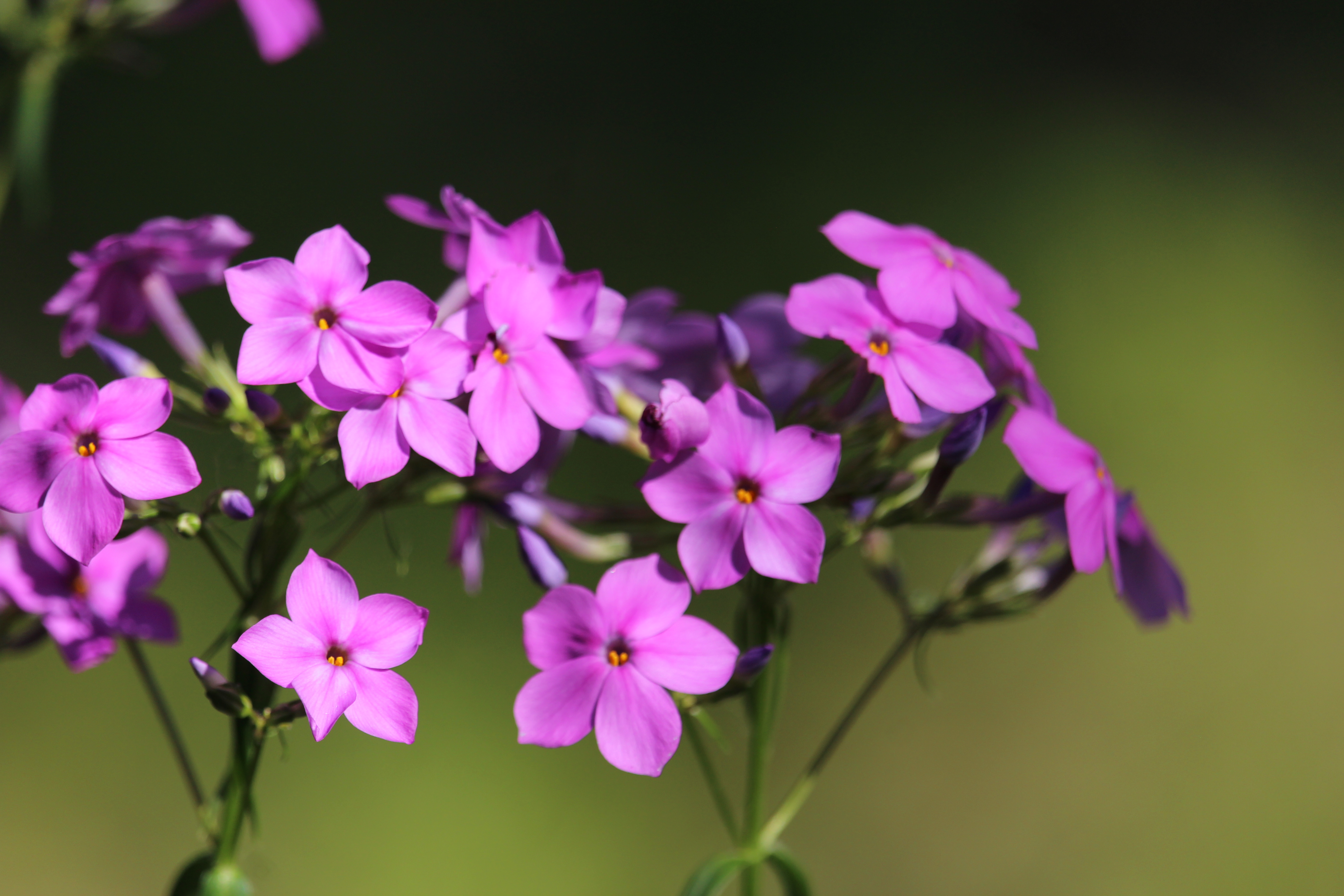 Smooth Phlox