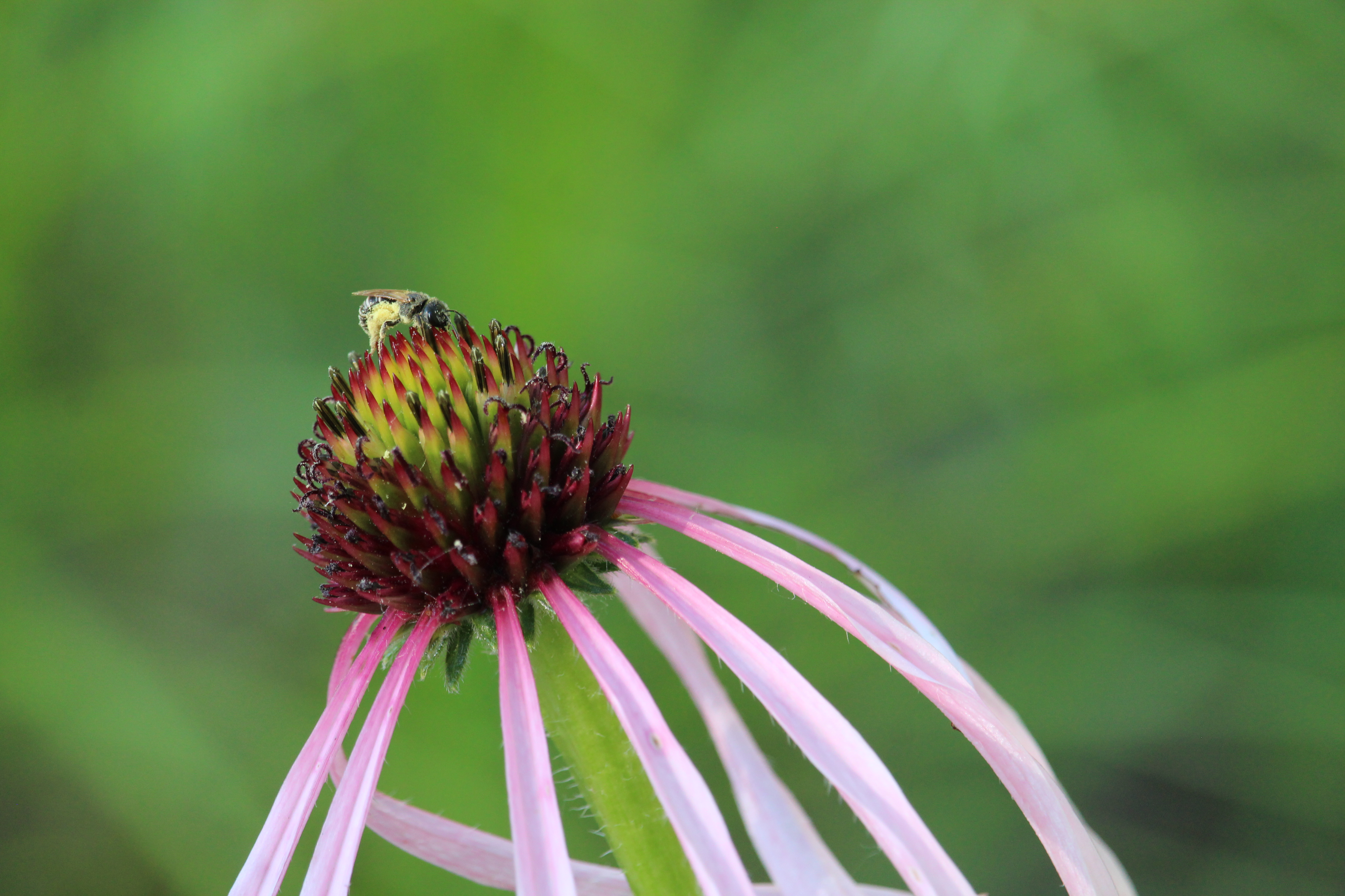 Pale Purple Coneflower