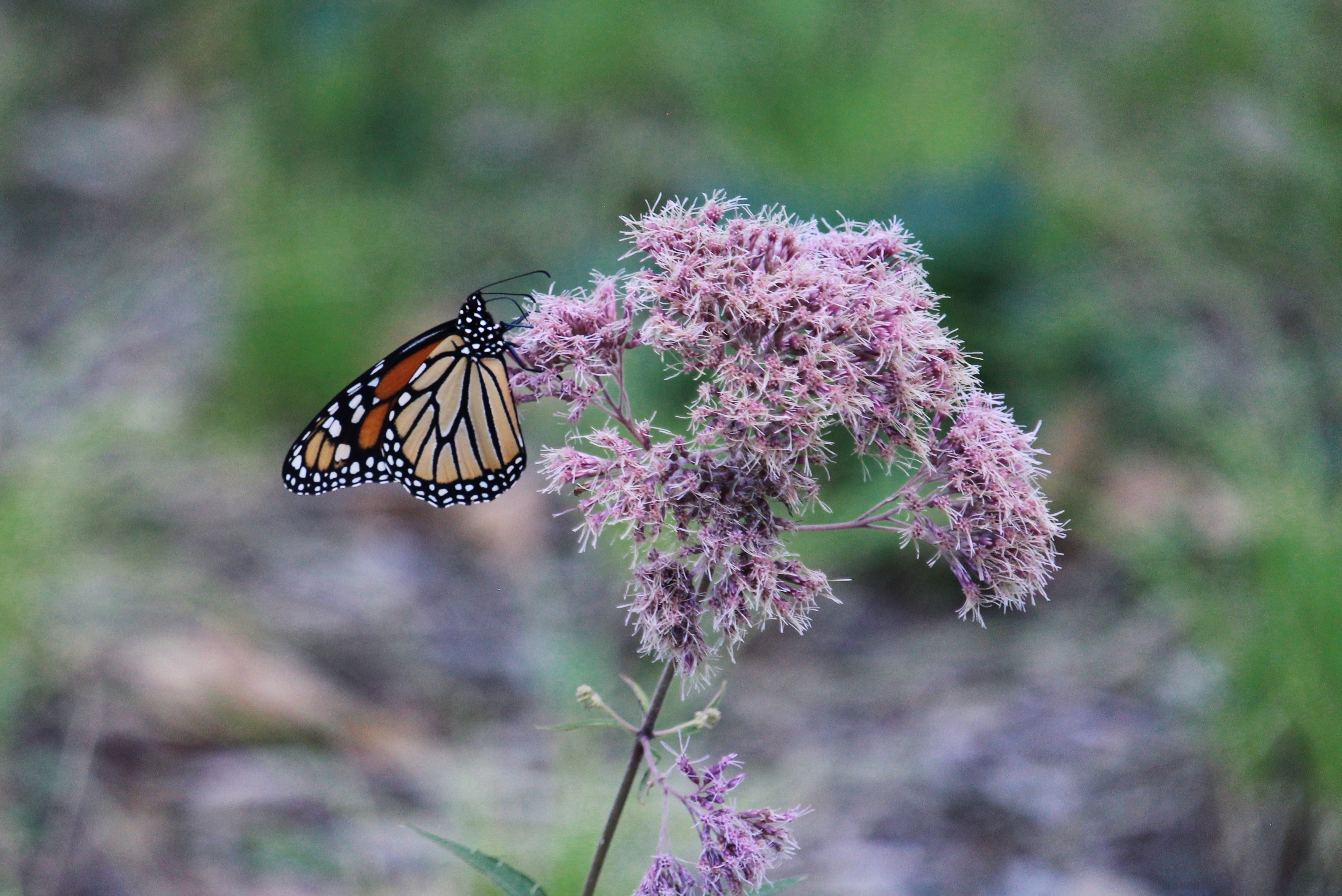Joe Pye Weed