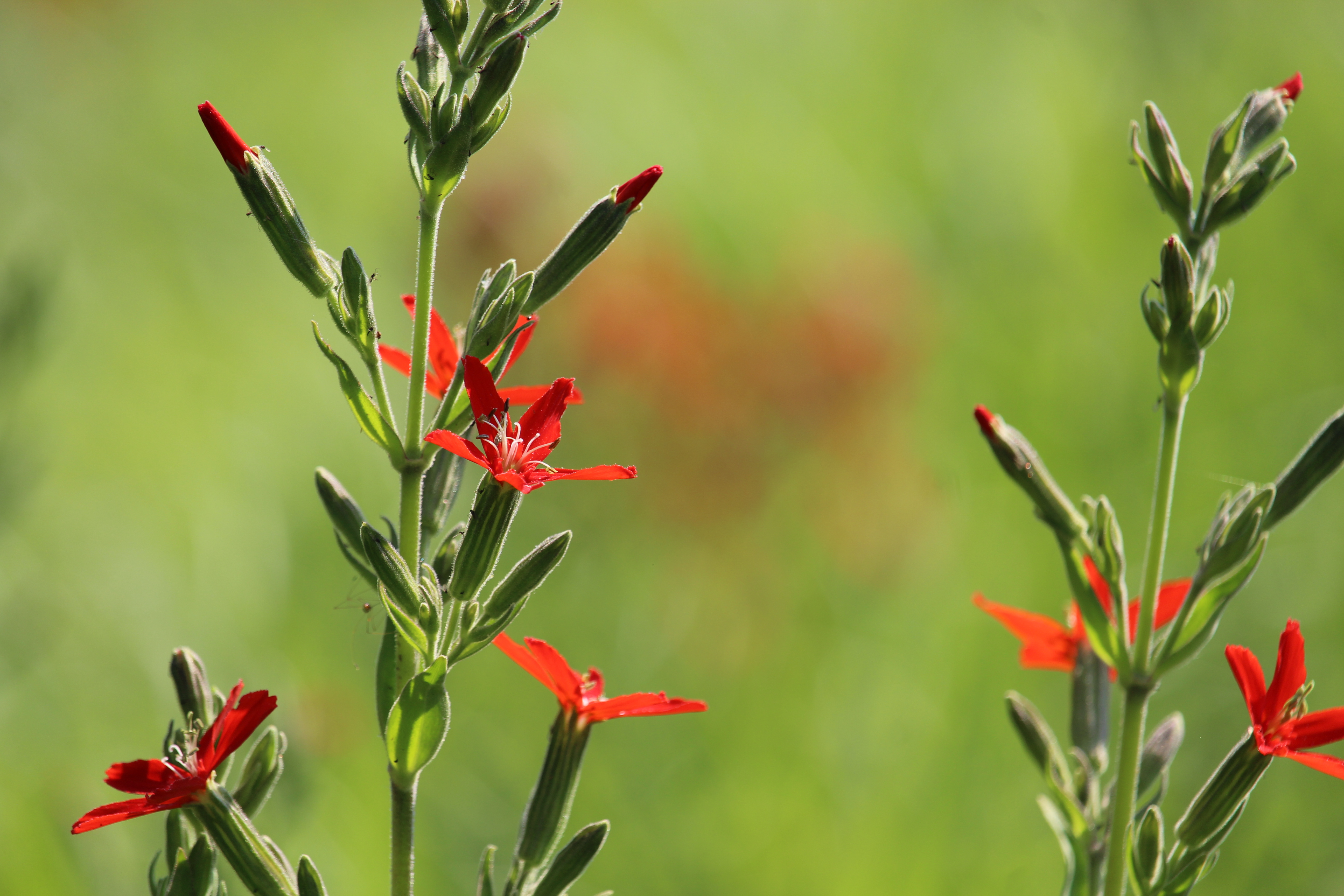 Royal Catchfly