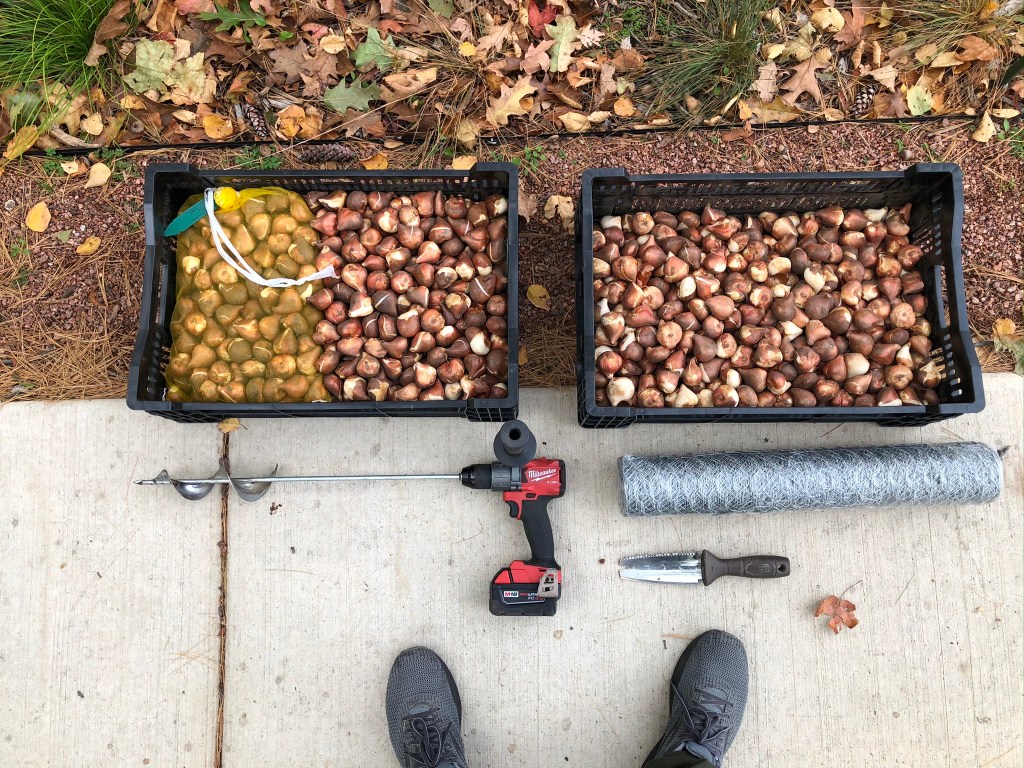 These are the tools I used for installing tulips. If you've ever wondered what 1,000 tulip bulbs look like, this is it!