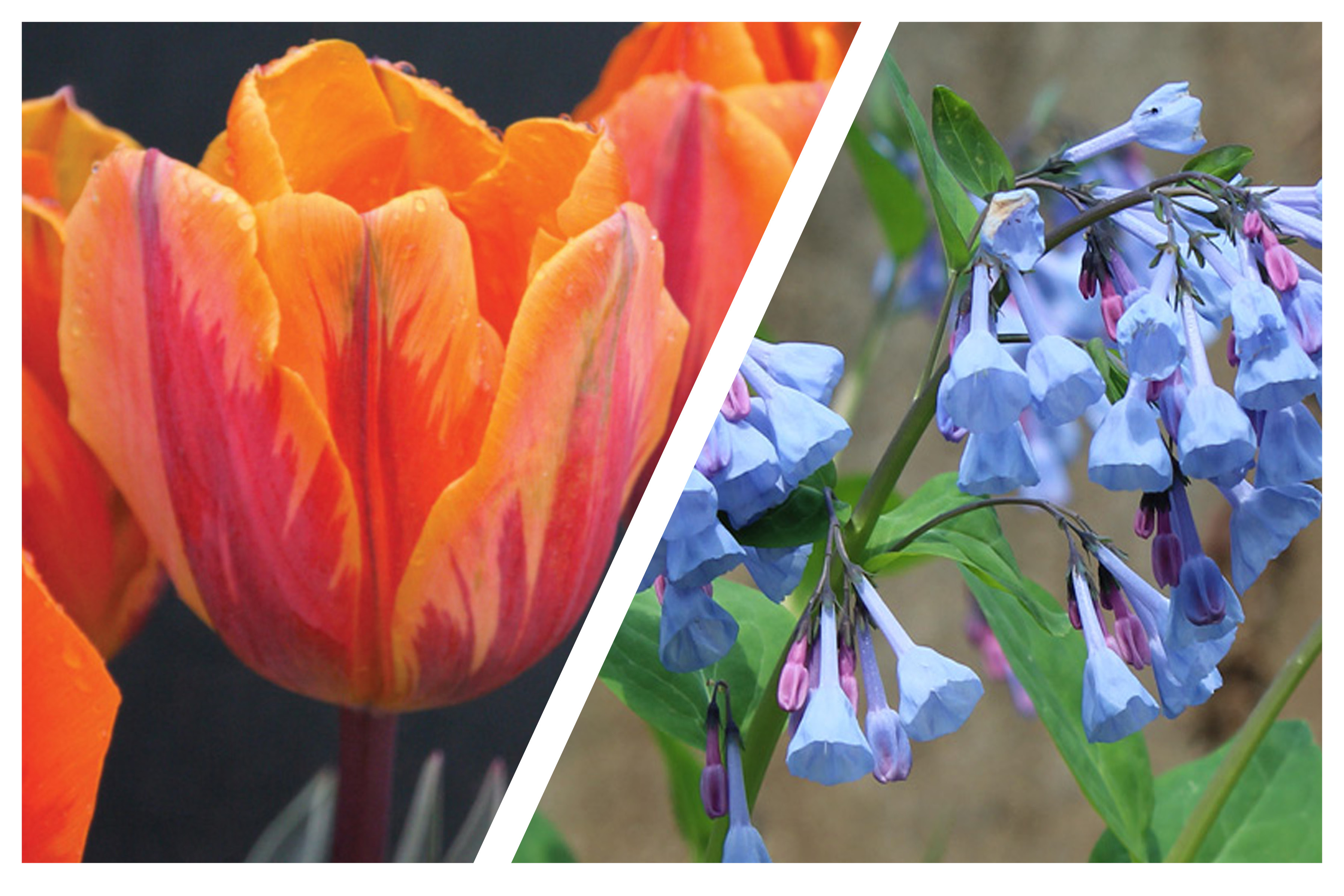 Hail to the Orange (Tulips) – Red Oak Rain Garden