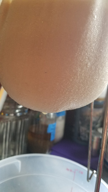 Tannic "acorn milk" dripping from jelly bag. 