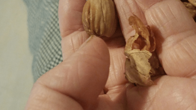Remove the papery husk from the nut. The husk is bitter and needs to be removed.