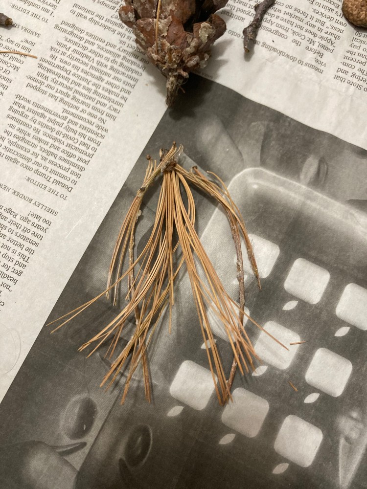 Taking the tail bundle, press the top of it into the glue dot