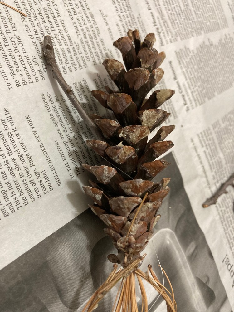 Once it dries, stick the side with the glue into the pinecone.