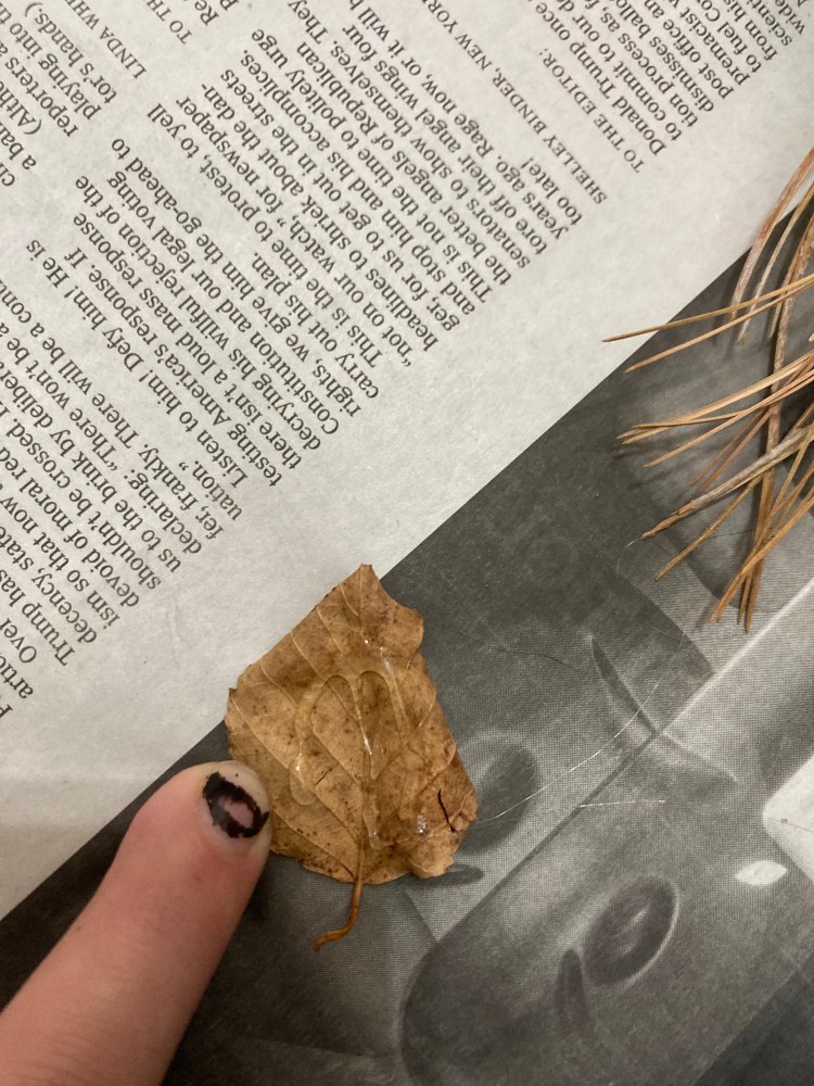 1. Taking a small amount of glue, trace the shape of the leaf with the glue gun