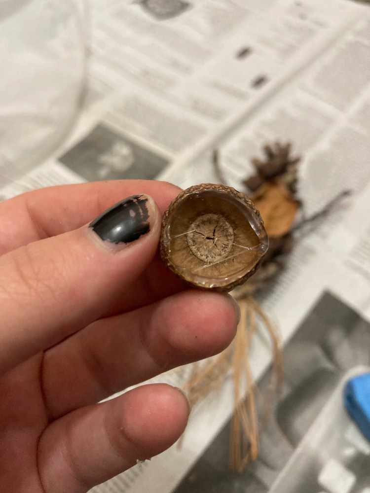 1. Taking an acorn cap, put a thin line of glue along the rim
