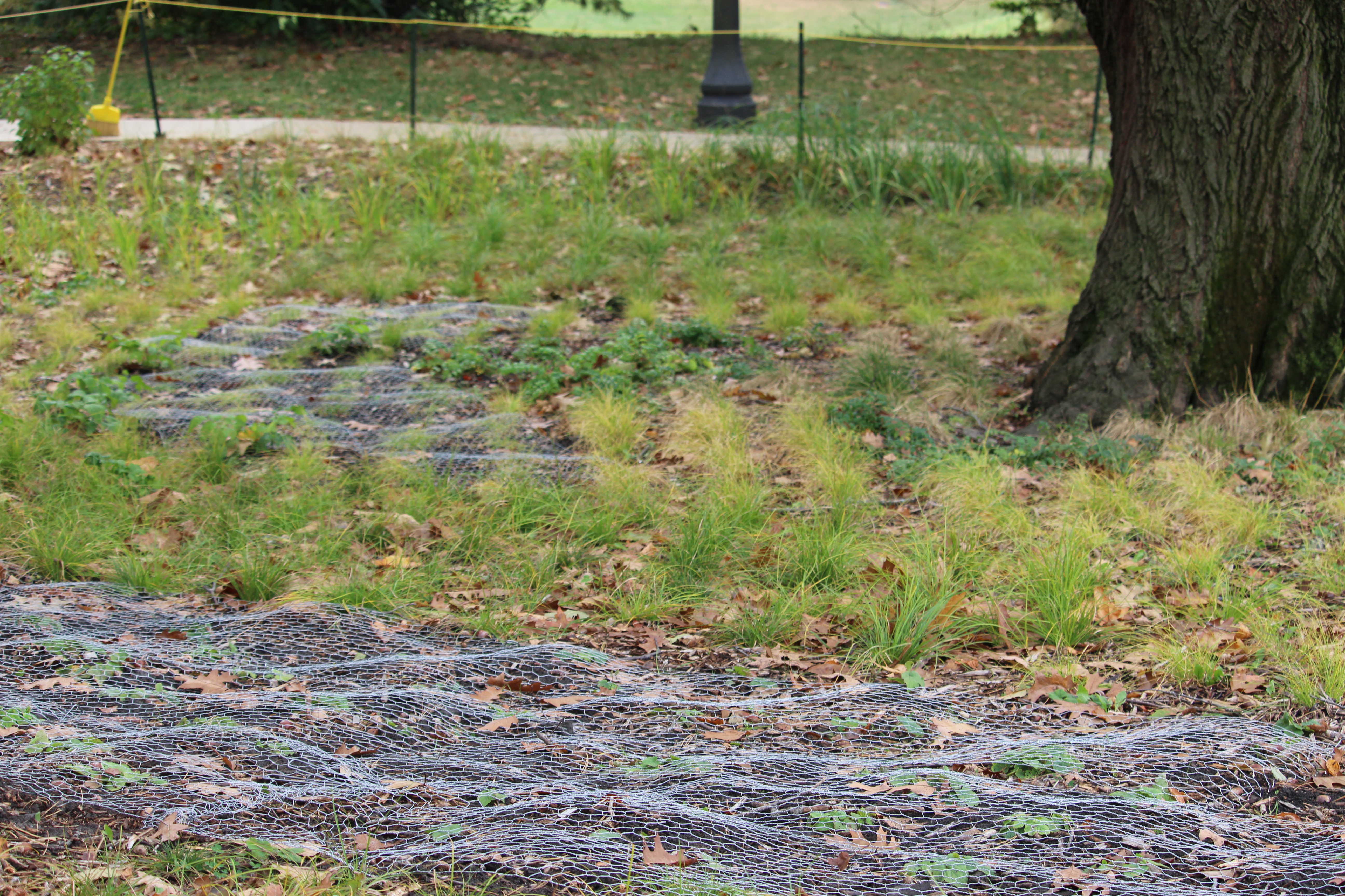chicken wire