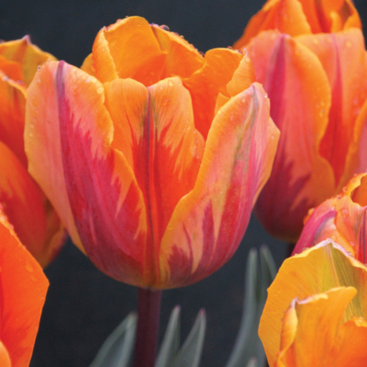 Prinses Irene Tulip