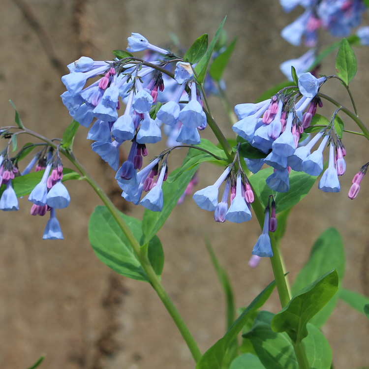 Virginia Bluebells