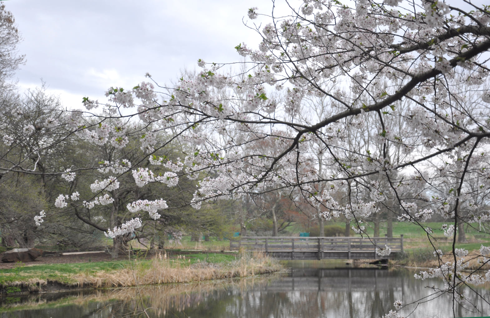 Japan House pond.