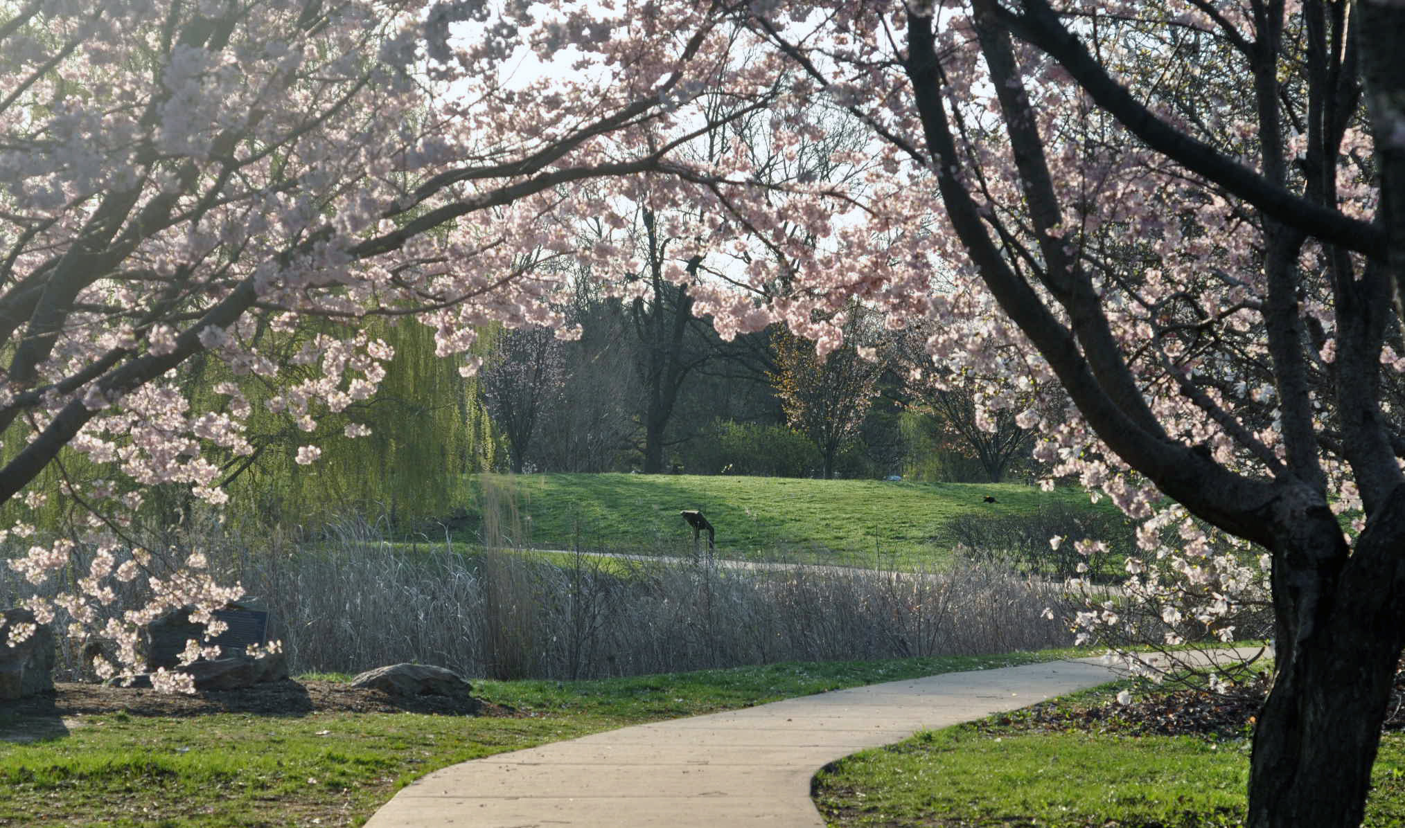 Sakura archway framing the Japan House pond shoreline.