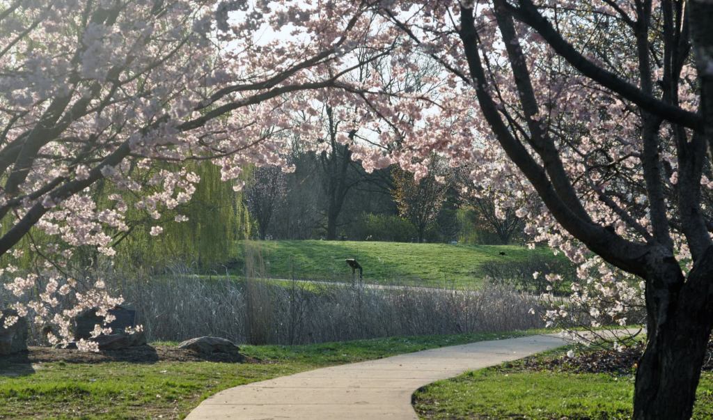 Sakura archway framing the Japan House pond shoreline.
