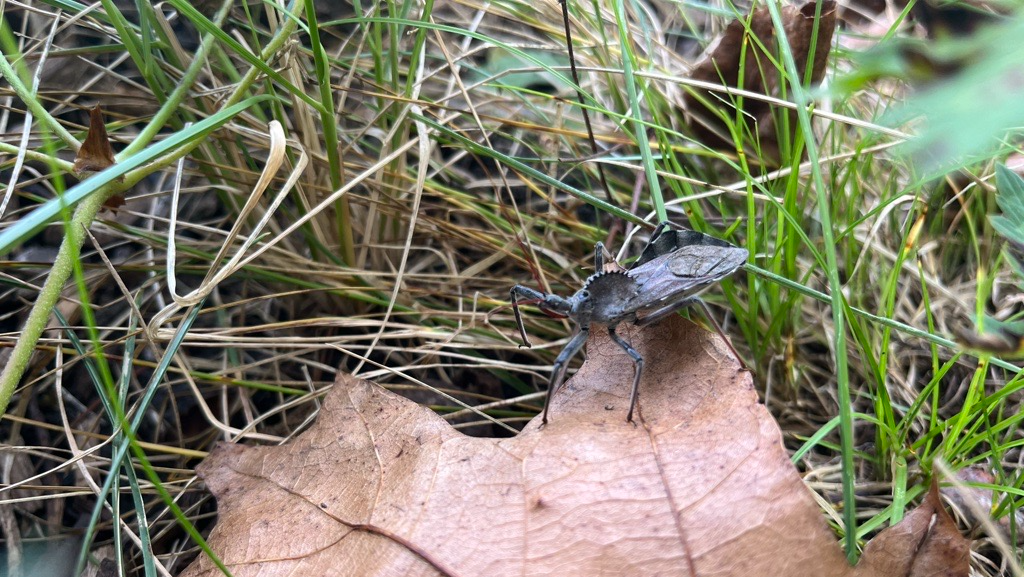 A mature Wheel Bug perches on a fallen Sycamore leaf among a bed of grassy foliage.