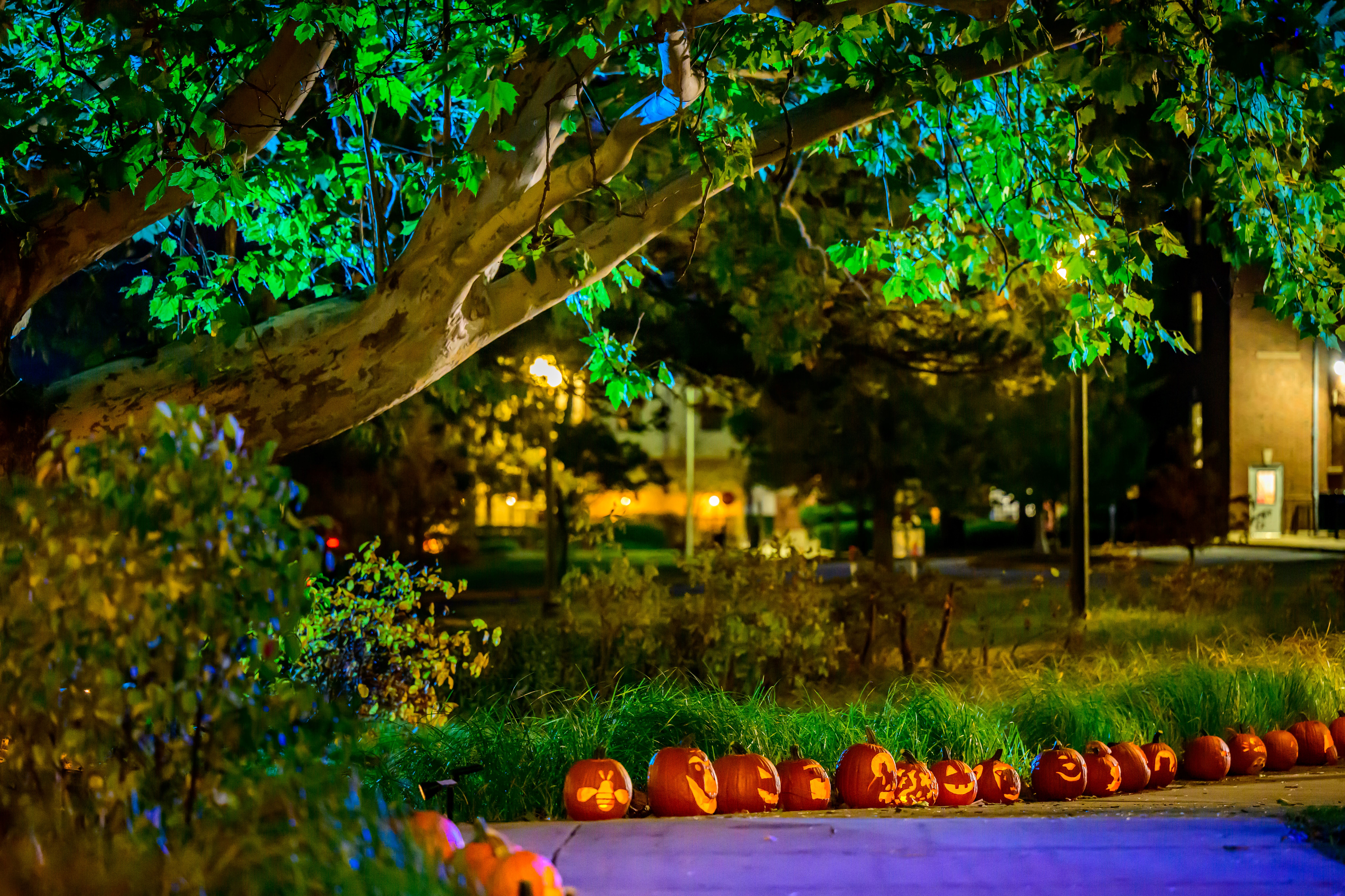 Illuminating Art in Nature 2025 – Red Oak Rain Garden