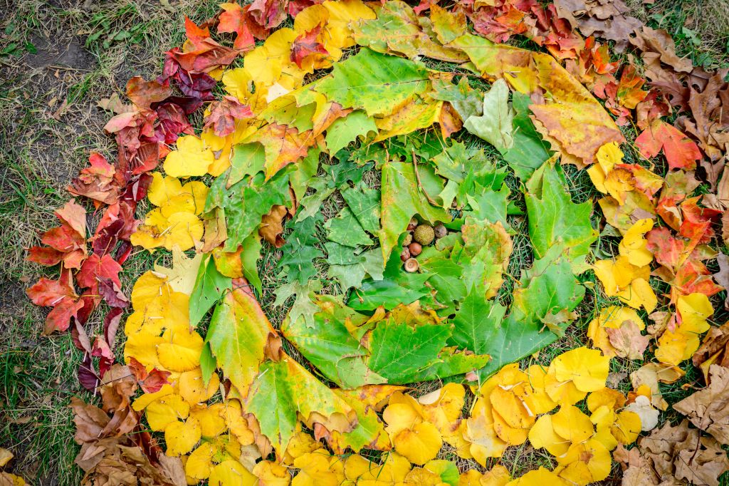 A gradient of fall leaves are pinned to the ground showing a colorful display of red, orange, yellow, and green.