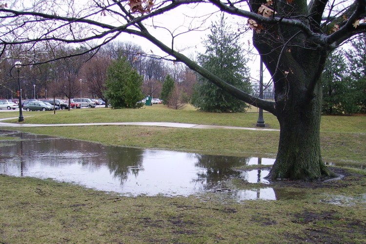 A mature red oak surrounded by turf grass and standing water following a rain storm.