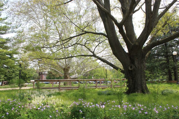 A mature red oak tree surrounded by lush spring blooming plants and sedges in a rain garden.