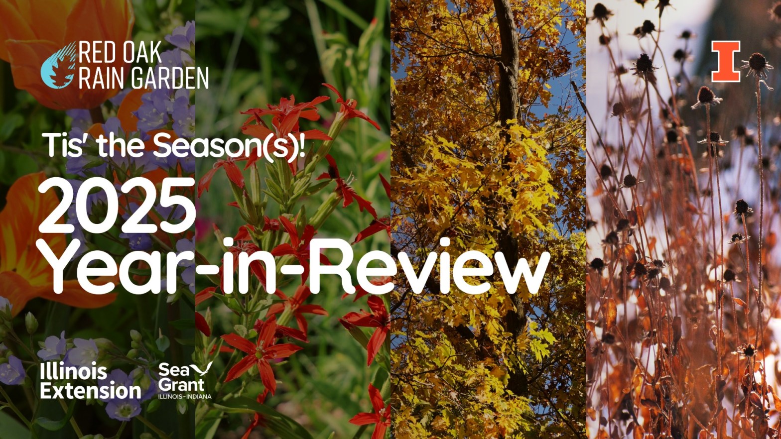 Red Oak Rain Garden 2025 Year-in-Review