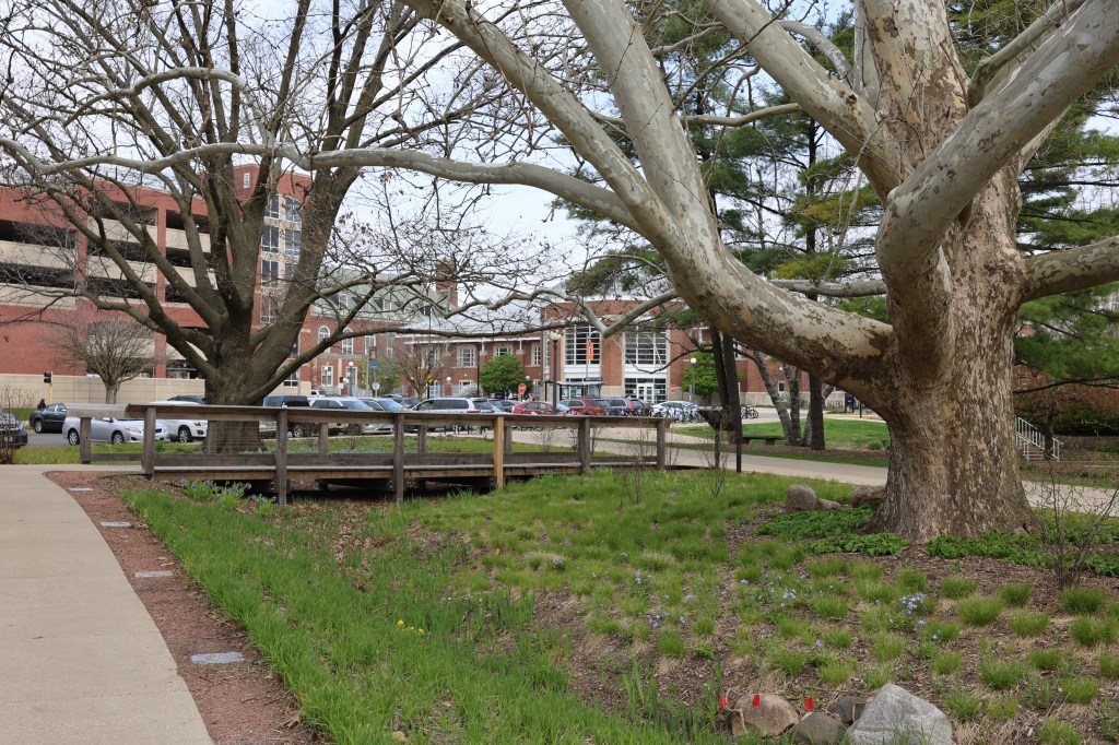 RORG pictured in early spring, groundcovers are greening up, and the boardwalk bridge is seen with a newly replaced post.