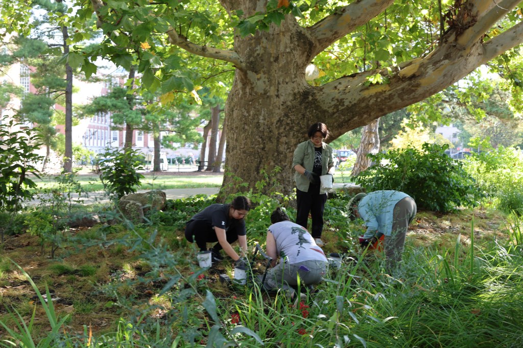 Community volunteers installing native plants