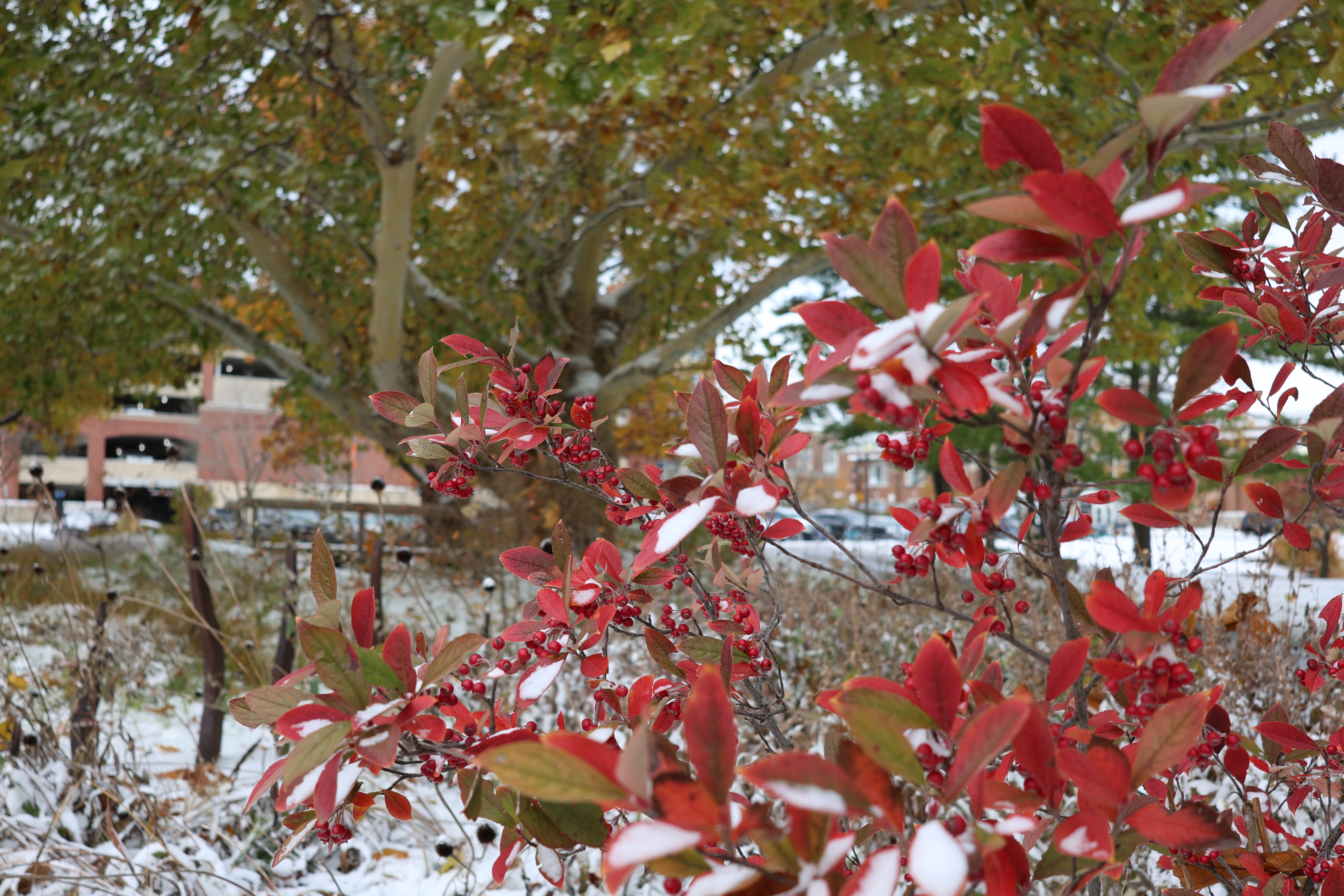 Light snow sits on bright red fall foliage of red chokeberry