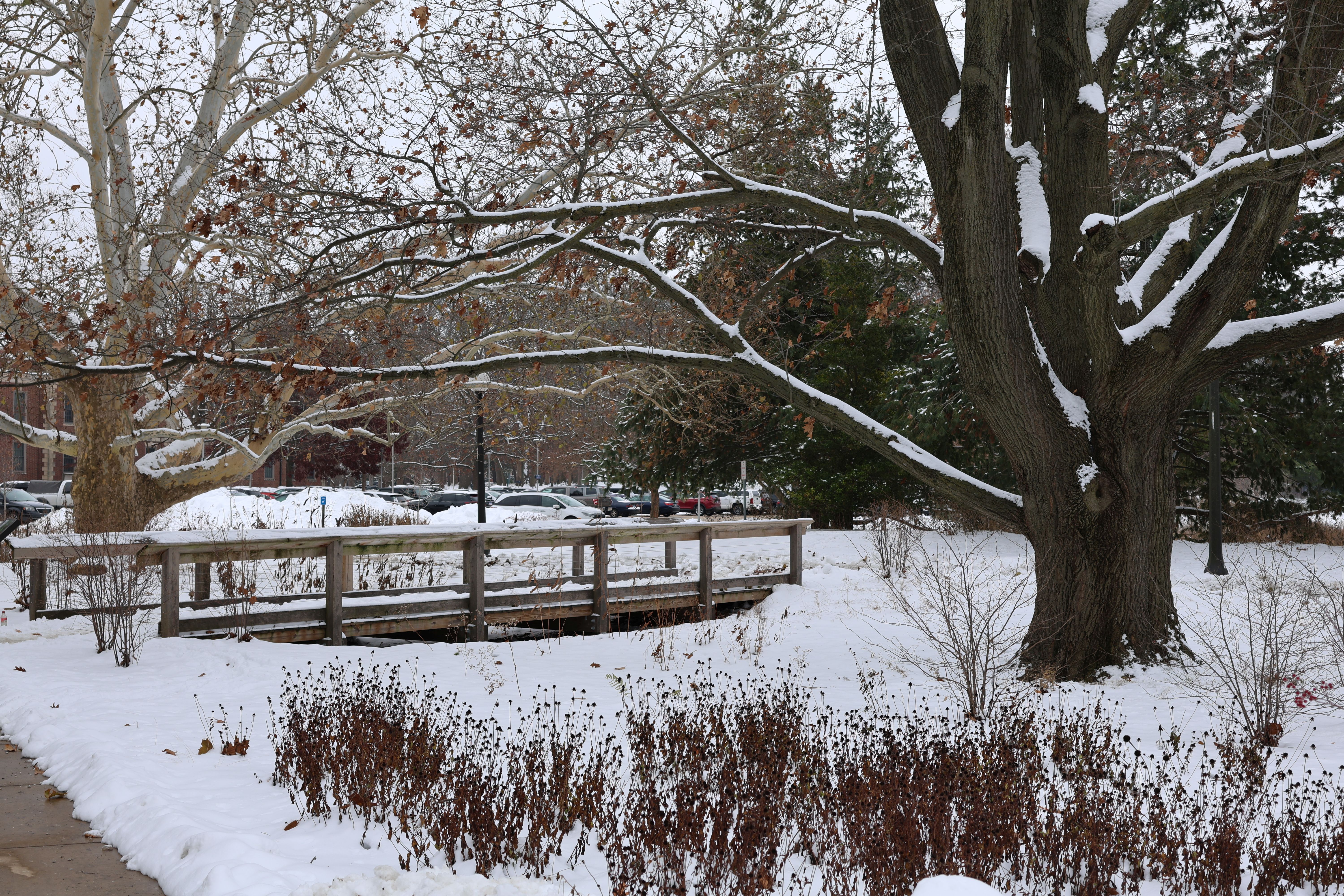 Snow blankets the Red Oak Rain Garden