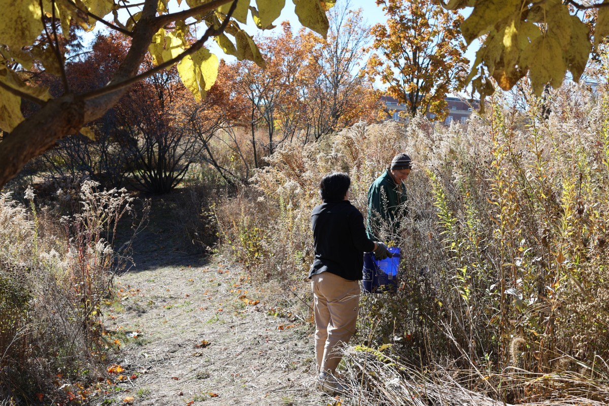 Collecting Native Plant Seeds for Future Landscapes 